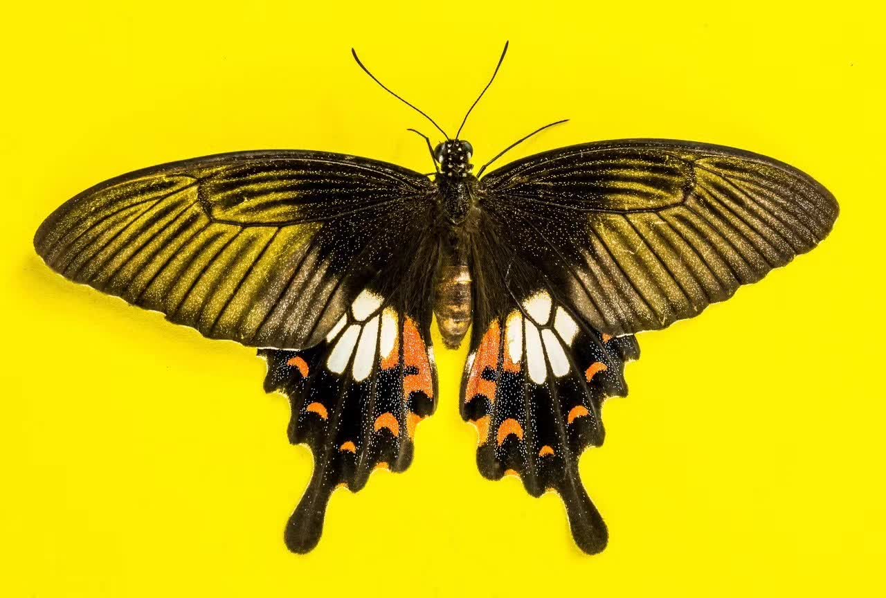 心理学中的蝴蝶效应：不可忽视的连锁反应